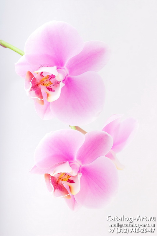 картинки для фотопечати на потолках, идеи, фото, образцы - Потолки с фотопечатью - Розовые орхидеи 13